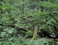 Užsienio lietuvių parama miškų išsaugojimui suteikė galimybę „Sengirės fondui“ išpirkti dar vieną sklypą